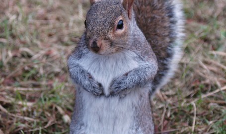 Not sure why I picked a squirrel?